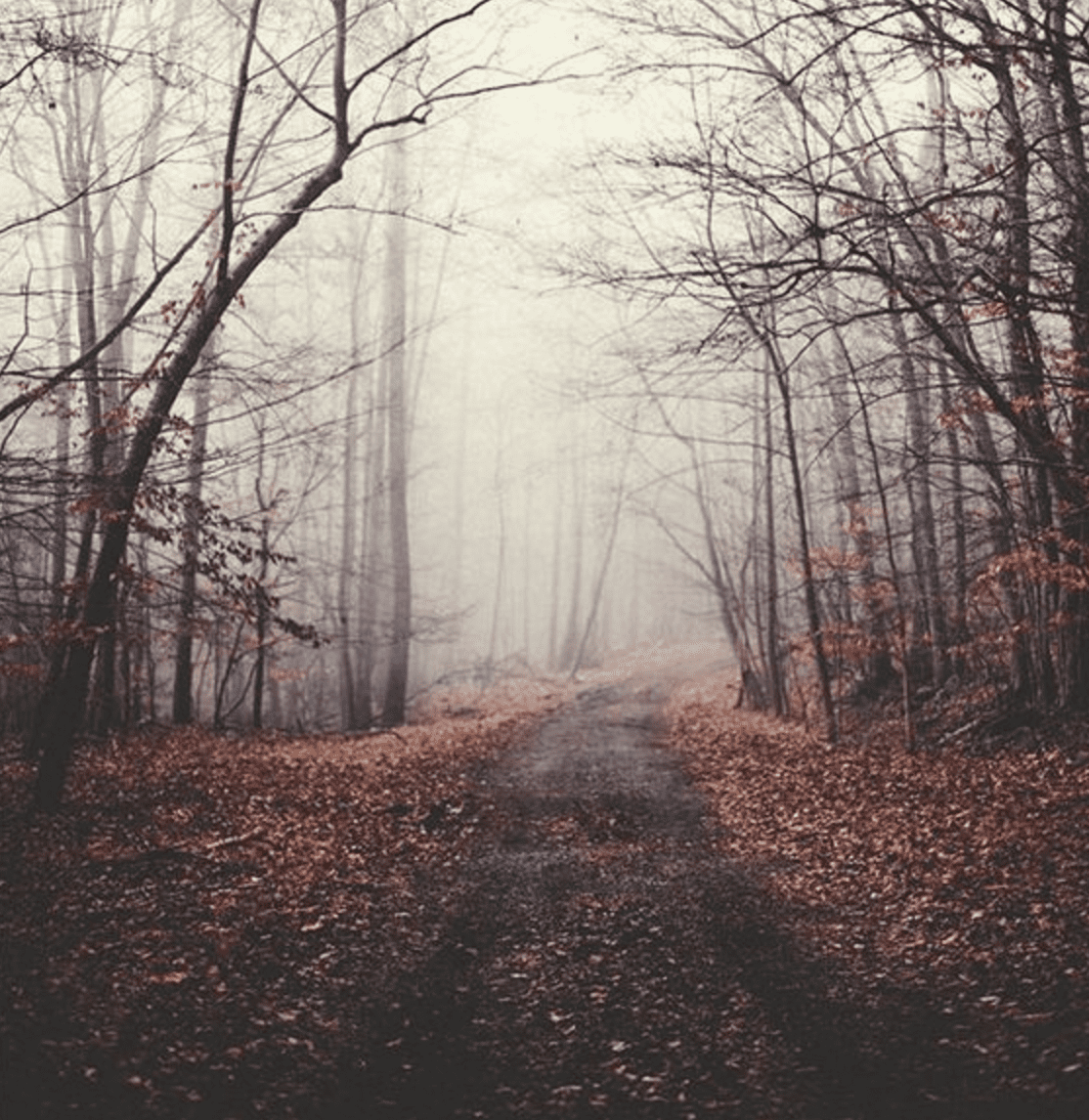 Autumn Walks